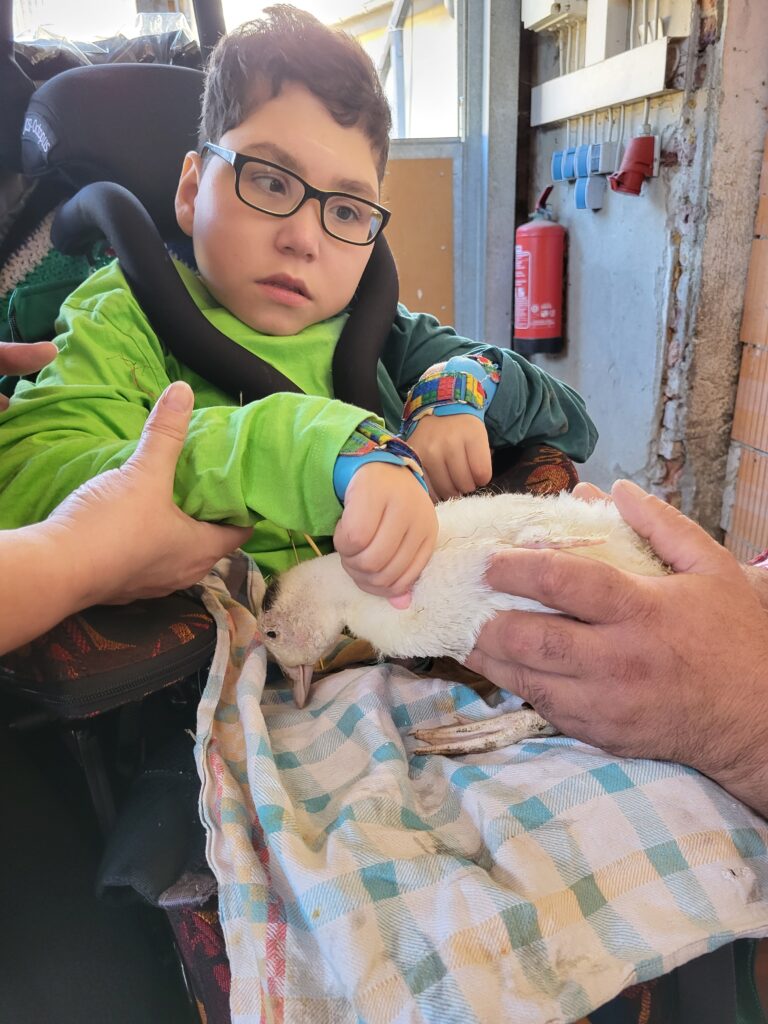 Ein Schüler sitzt im Rollstuhl und streichelt eine Ente.