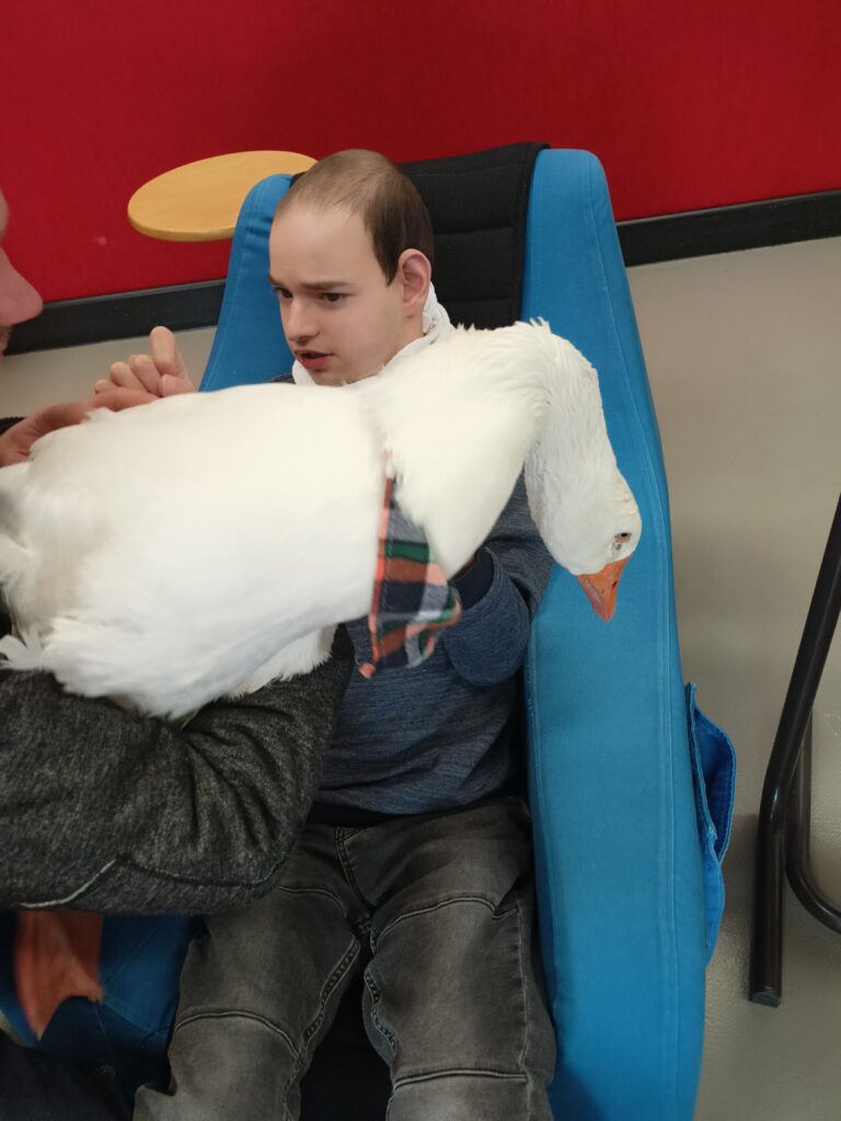 Ein Schüler streckt seinen Arm in Richtung der Gans Auguste