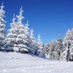 Schneelandschaft mit dick beschneiten Bäumen