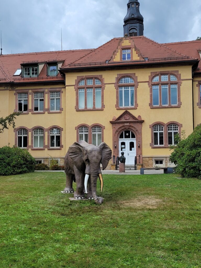 Elefantendame EWA auf der Wiese vor Haus 2. Ein Stoßzahn ist weiß, einer golden.