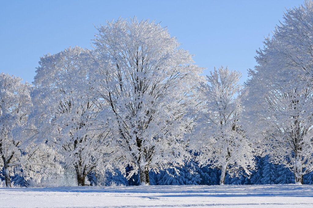 Eine schneebedeckte Landschaft. Viele Bäume, die alle mit Schnee bedeckt sind
